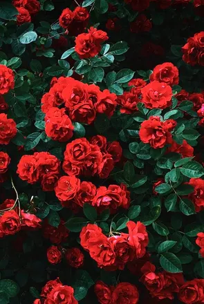 OnlyFans cuenta kinkyhippy header 2