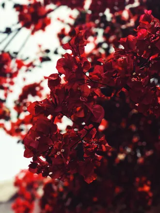 OnlyFans cuenta foreverinred header 1