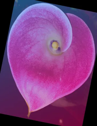OnlyFans cuenta velvetbunny82 header 2