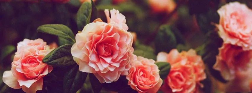 OnlyFans cuenta sassydally header 2