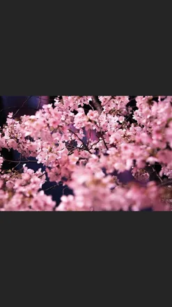 OnlyFans cuenta rosebudd420 header 2