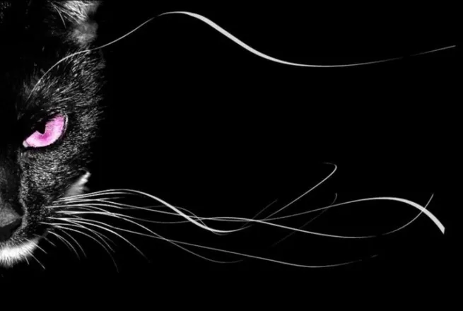 OnlyFans cuenta themisskittycat header 2
