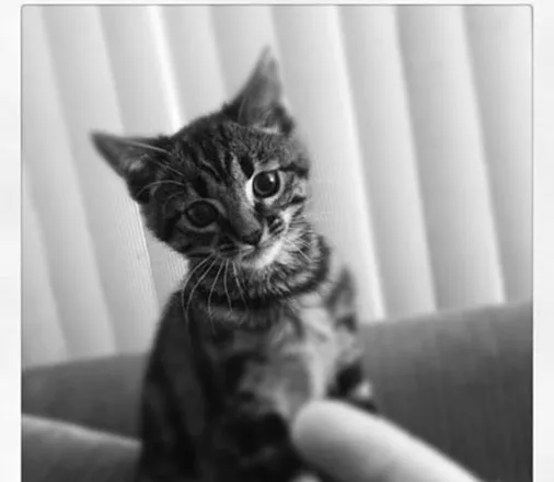 OnlyFans cuenta kittenwithclaws007 header 2