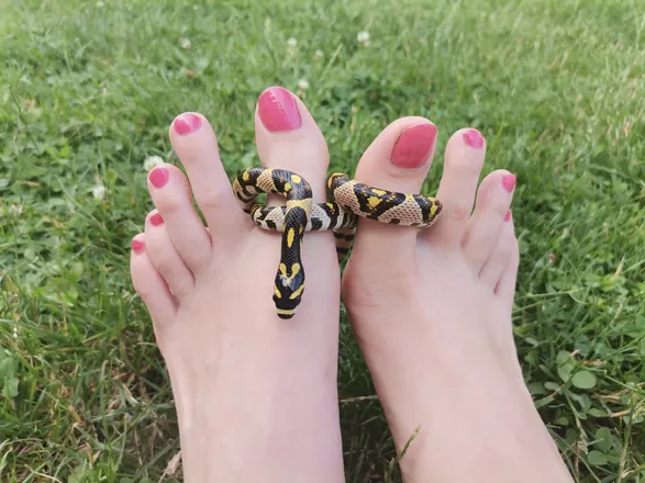 OnlyFans cuenta foot.and.snake header 2