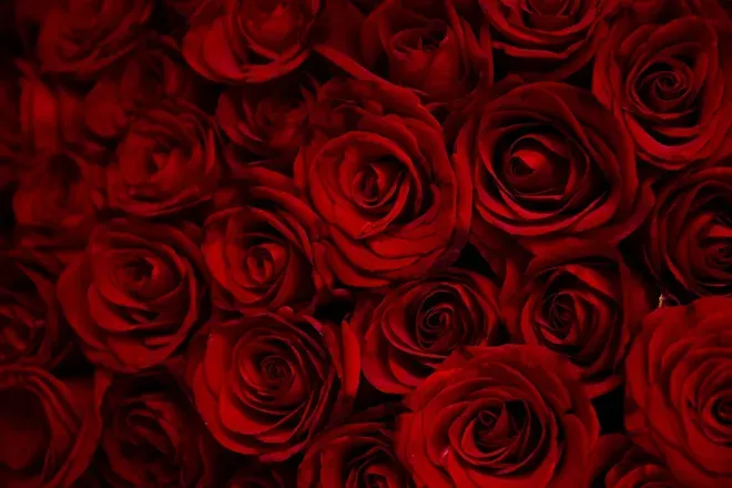OnlyFans cuenta katana_rose header 1