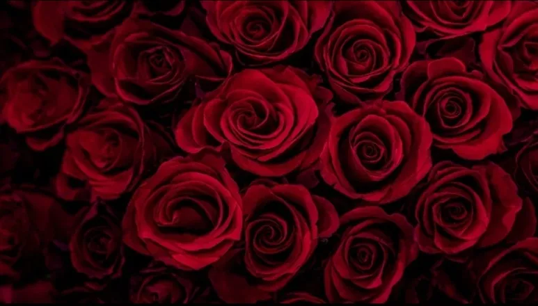 OnlyFans cuenta xpinkpetals header 2