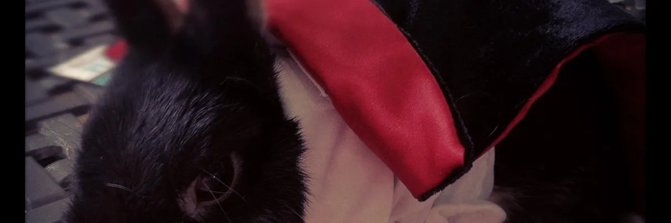 OnlyFans cuenta themuttbunny header 2
