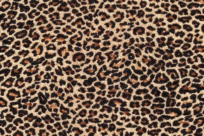 OnlyFans cuenta principiedi header 2