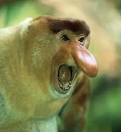OnlyFans account  dancingbaboon avatar 1