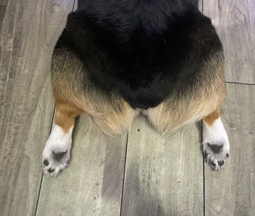 OnlyFans cuenta kona.the.corgi header 2