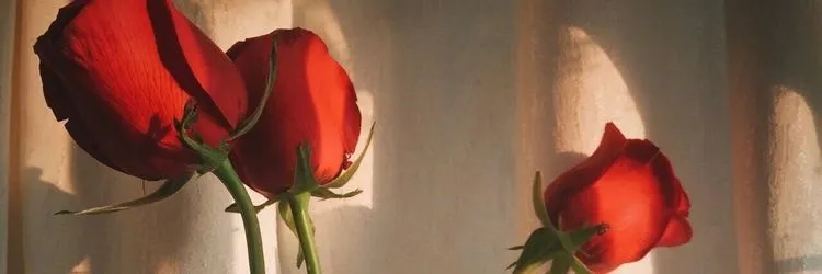OnlyFans cuenta lyric.haze header 2