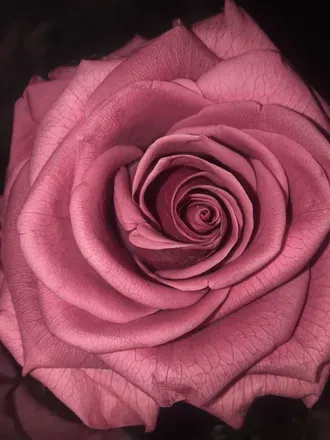 OnlyFans cuenta primrosedream header 2