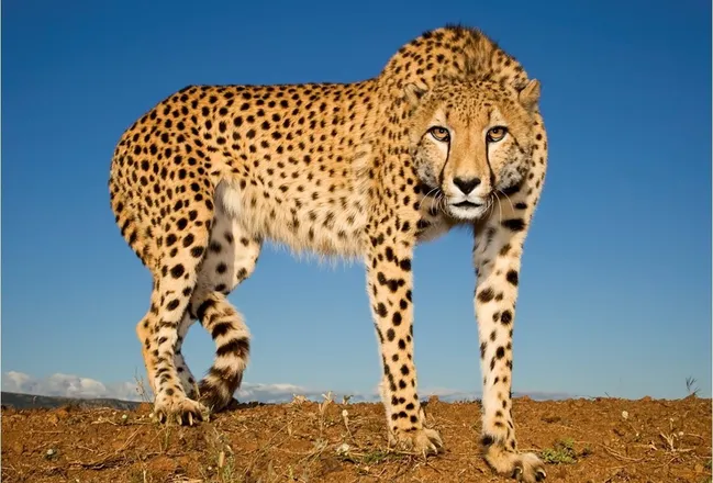 OnlyFans cuenta originalcheetah header 2