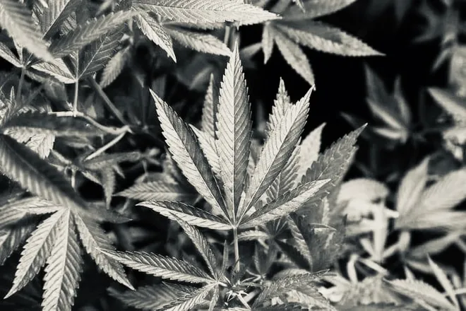 OnlyFans cuenta bennyblaze420 header 2