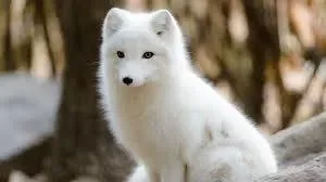OnlyFans cuenta snowfox2020 avatar 1