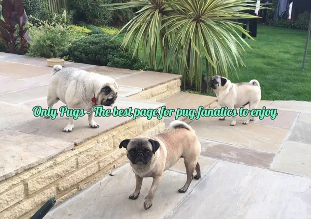 OnlyFans cuenta onlypugs1 header 2