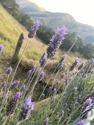 OnlyFans account  naturelifegirl header 2