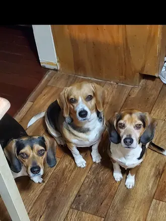 OnlyFans cuenta beagletrio avatar 1