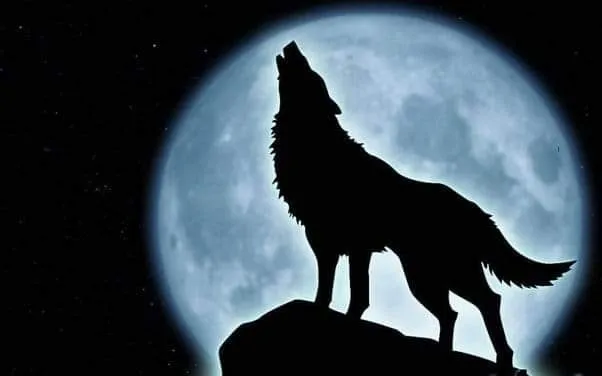 OnlyFans cuenta naughtywoolf header 2