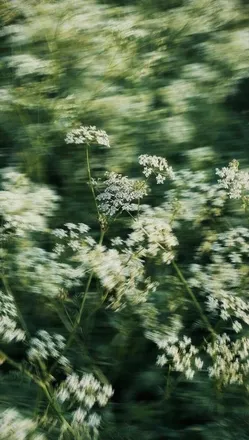 OnlyFans cuenta maya.reed header 2
