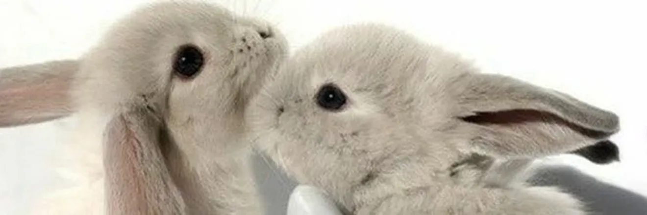 OnlyFans cuenta ppunqtp header 2