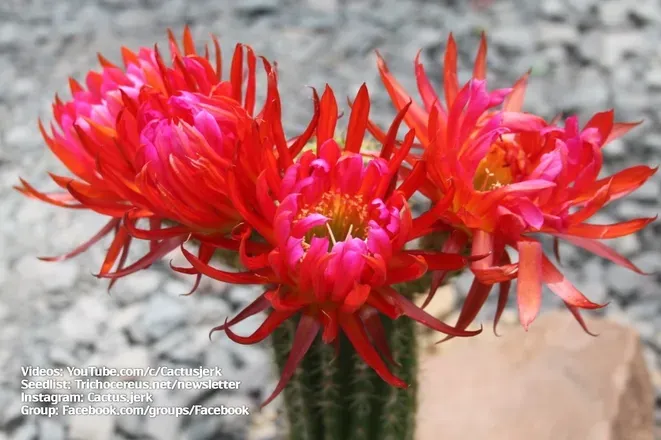 OnlyFans cuenta cactusjerk header 2