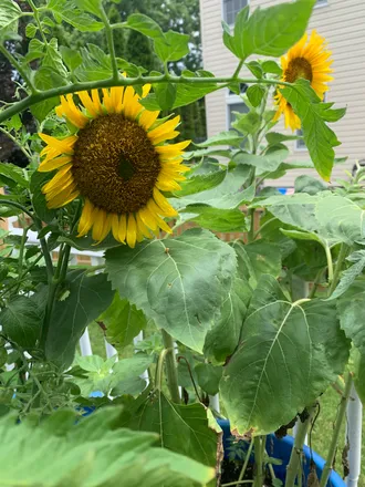 OnlyFans cuenta the_botanist header 2