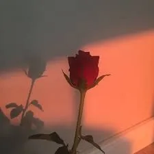 OnlyFans cuenta rosemarinavip2003 header 2