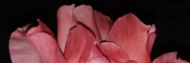 OnlyFans account  madays header 2