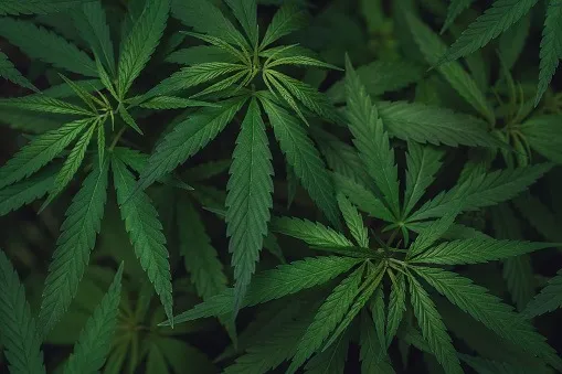 OnlyFans cuenta princess420xo header 2