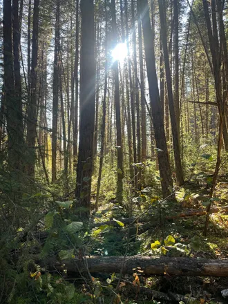 OnlyFans cuenta theeforestnymph header 2