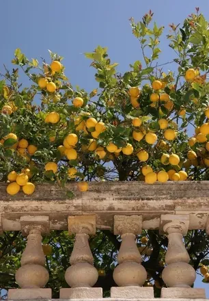 OnlyFans cuenta lahrenlemons header 2
