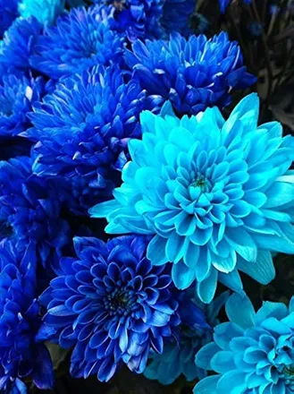 OnlyFans cuenta dahlia4fun header 2