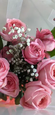 OnlyFans cuenta majestictea header 2