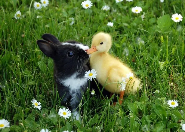 OnlyFans cuenta duckbunnyfeet header 2