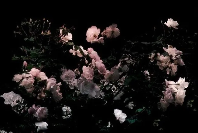 OnlyFans cuenta lonesomeghosts.666 header 2