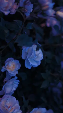 OnlyFans cuenta honey.lavender header 2