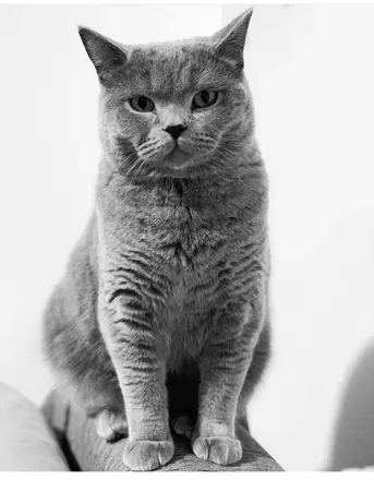 OnlyFans cuenta martinkingofcats avatar 1