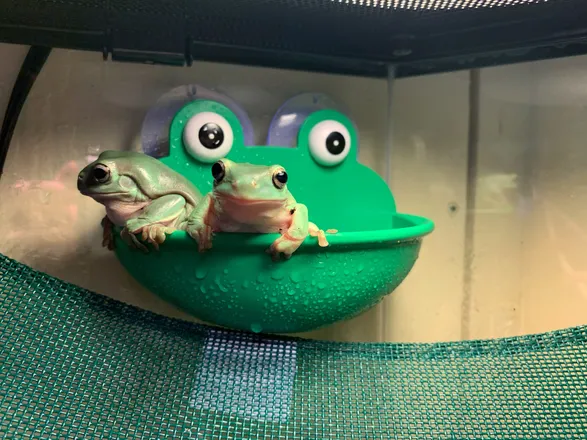 OnlyFans cuenta only-frogs header 2