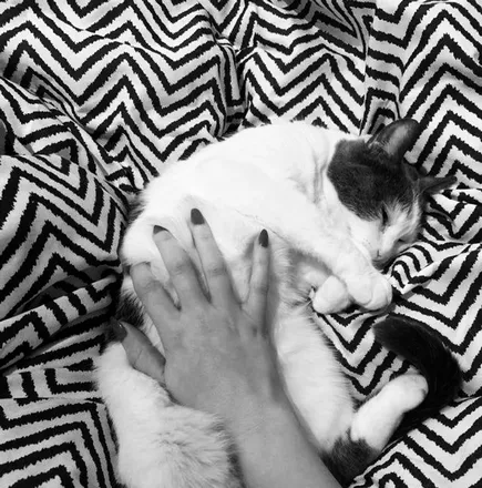 OnlyFans cuenta catlover4eva header 2