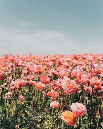 OnlyFans cuenta chelsflowers header 2