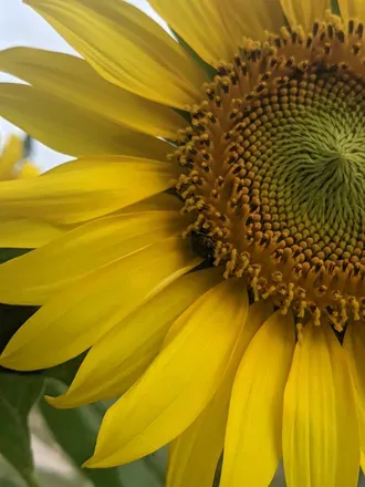 OnlyFans cuenta persephocore420 header 2