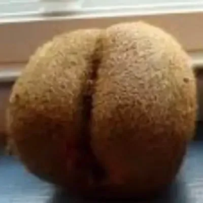 OnlyFans cuenta bighairydaddy69 avatar 1