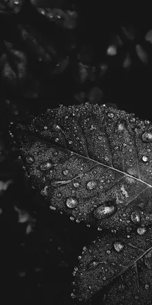 OnlyFans cuenta blackautumn2 header 2