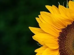OnlyFans cuenta ojitoshermosos header 2