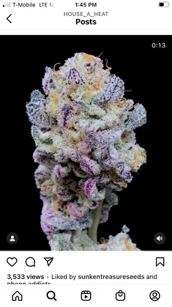 OnlyFans cuenta mr.exoticgrow header 2