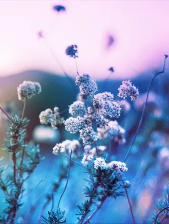 OnlyFans cuenta cosmiamoon header 2
