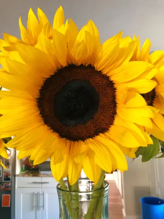 OnlyFans cuenta onlyplantsforyou header 2