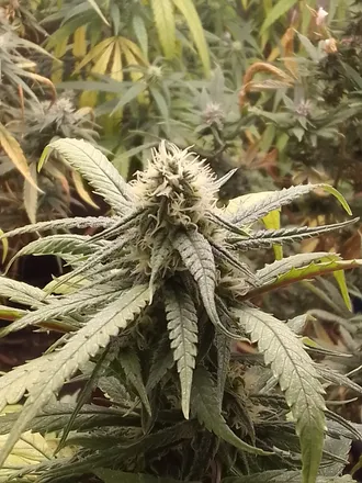 OnlyFans cuenta coyoteoficiaaal header 2