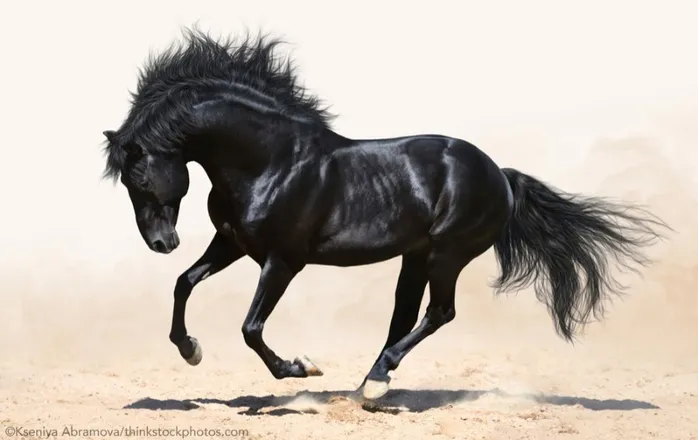 OnlyFans cuenta geministallion11 header 2